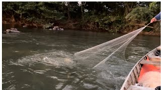 Tarrafadas lotadas na ceva no rio São Domingos mais a onça foi no acampamento