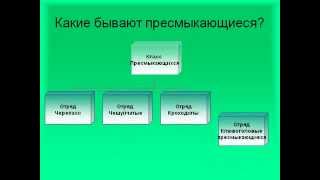 Многообразие пресмыкающихся 1.AVI Многообразие пресмыкающихся 1.AVI
