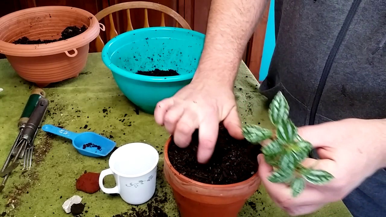 gardening tutorial beginner How to start a vegetable garden: for beginners | vegetable garden.