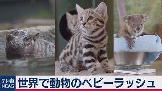 こんな時だから動物の赤ちゃんで癒やされてみませんか？　世界各地の動物のベビーラッシュをまとめてみた（2020年7月17日）