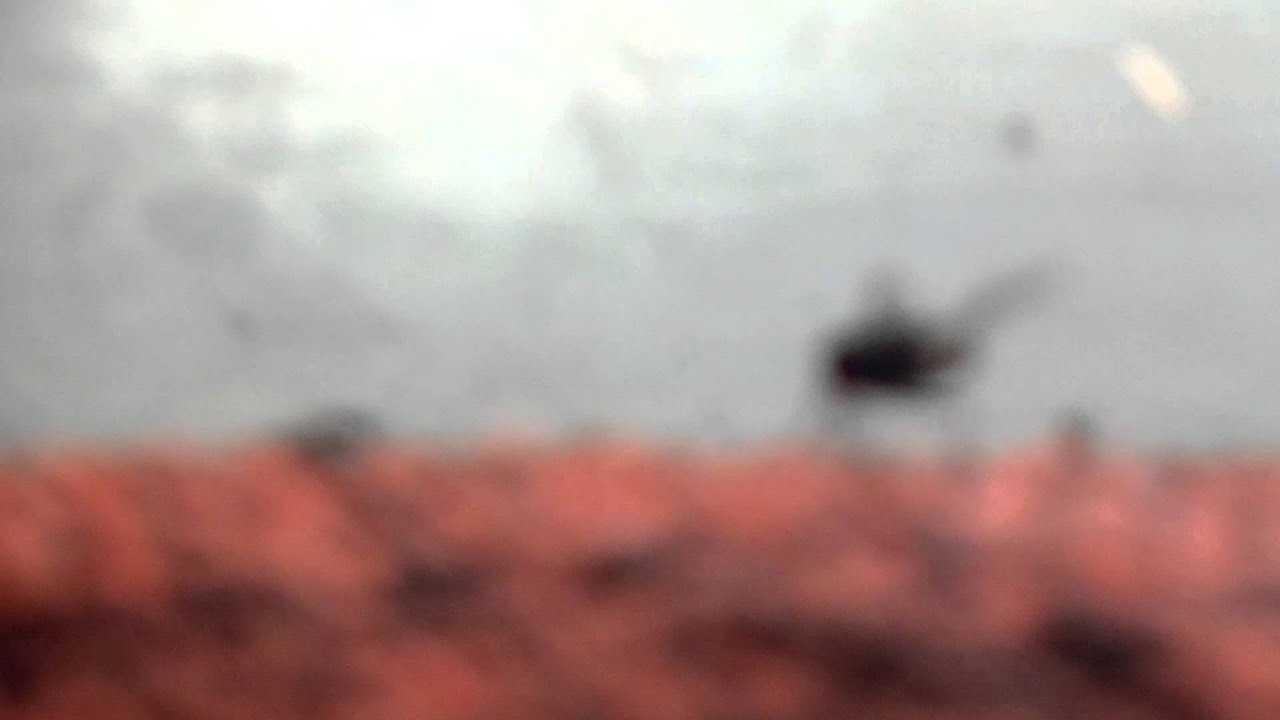 Eega