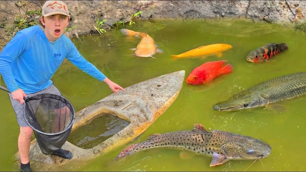 Fångar sällsynta exotiska fiskar till mitt nya akvarium!