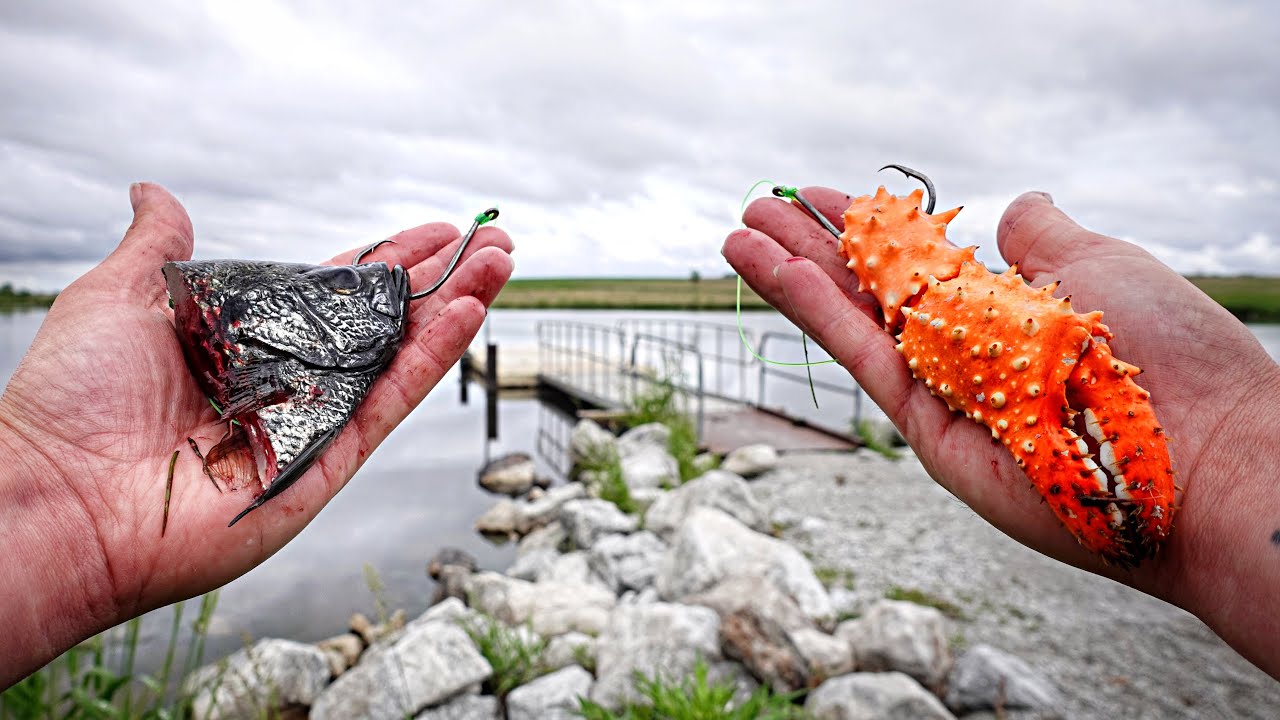 Grocery Store Baits VS. Fresh Cut Bait For POND MONSTERS!!! (Trophy