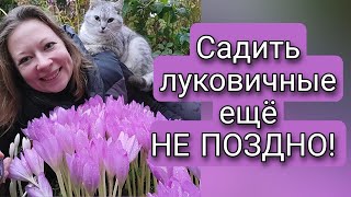 САЖАТЬ ЛУКОВИЧНЫЕ ЕЩЕ НЕ ПОЗДНО | СЕКРЕТЫ ПОСАДКИ ЛУКОВИЧНЫХ ЗИМОЙ | Светлана Самойлова