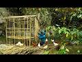 Techniques for Building a Chicken Coop, How to Build Walls for a Chicken Coop