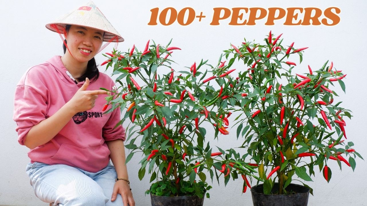 Grow Chili Plants With 100+ Peppers 🌶️ | Simple Garden Method