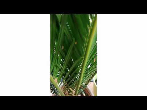 Video: Kako Uzgajati šljivu Iz Koštice