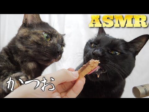 【ASMR】かつおを2匹の猫がムシャムシャ食べる咀嚼音??Cat Eating Skipjack