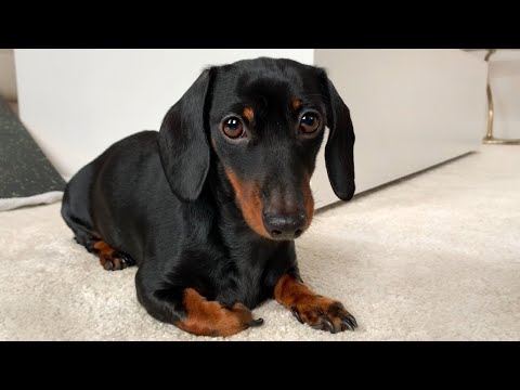 pregnant dachshund pictures