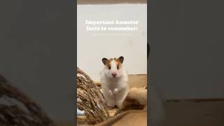 Important hamster facts #pets #hamsters #shorts #fyp