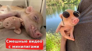 Смешная хрюшка и милые видео с минипигом "Булочка" Mini pig