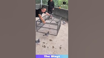 This GENIUS Bird Trap Works Almost TOO Well! 🐦🔥 #lifehack #viral