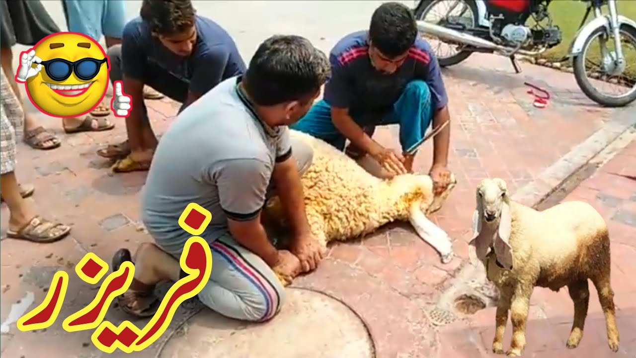 Fareezer Chatra Funny Dubbing Eid Ul Zaha 2022 | Bakra Eid Funny Punjabi Dubbed Videos | Not Fake