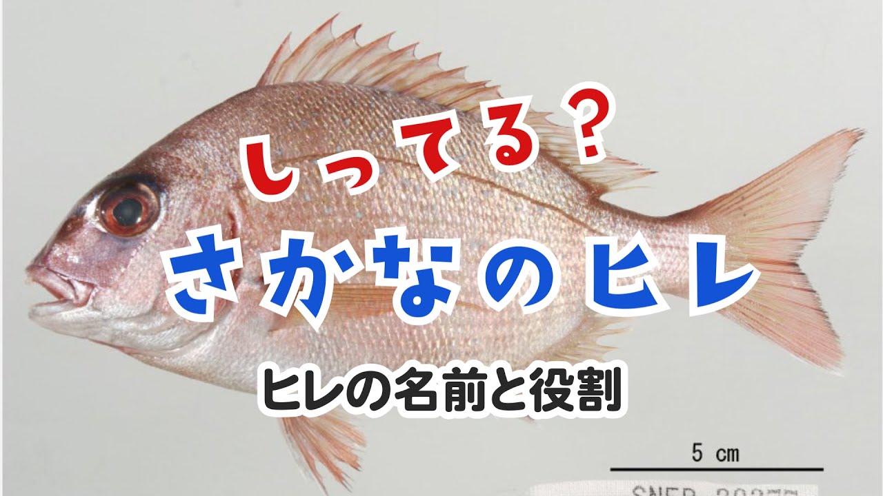 知ってる さかなのヒレ Youtube