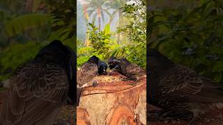 Birds Feeding | Cat TV Shorts | Bird Sounds shorts birds wildlife viral trending