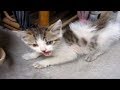 救出した子猫に威嚇されちゃった 次の日の様子