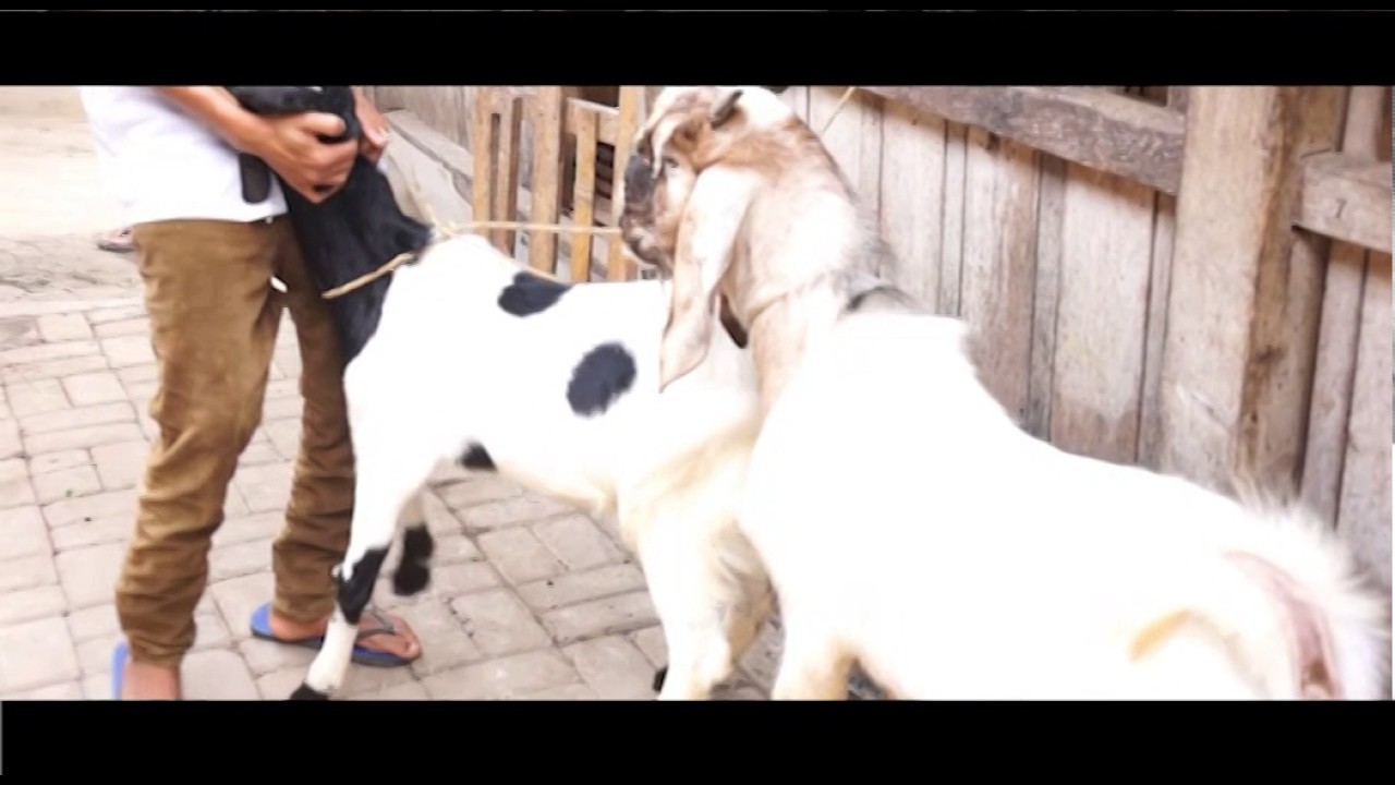 Tingkah Laku Ternak Kambing 