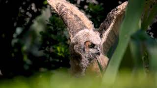 Great Horned Owlets Part 2  Irvine, CA  Spring '24