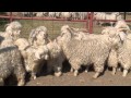 Shear Genius | Angora Goats