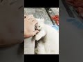 Baby Cats | Cute and Funny Cat Videos Compilation | Aww Animals #Kitten #Cats