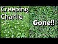How To Get Rid of Creeping Charlie with RESULTS!! // DIY Lawn Care