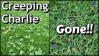 How To Get Rid of Creeping Charlie with RESULTS!! // DIY Lawn Care