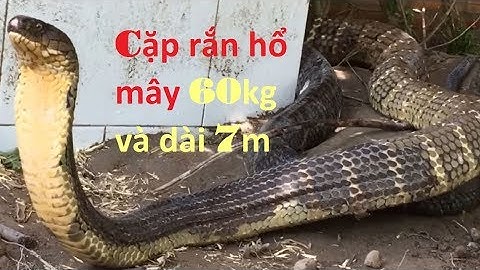 Cặp rắn hổ mây khổng lồ 60kg dài 7m bị bắt ở núi cấm  - an giang