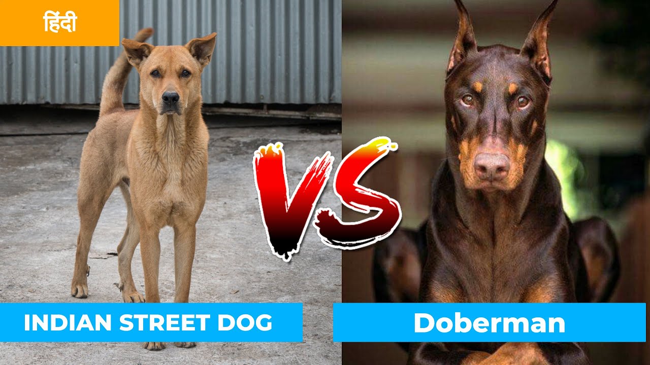 Indian Street Dog VS Doberman in Hindi | Dog VS Dog | PET INFO ...