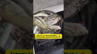 Extreme Low Tide Seafood Hunt 🌊🦑 Catching Squid, Shrimp & Crabs Like a Pro