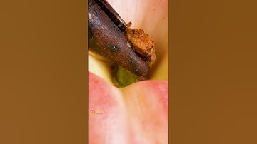 Peach ASMR #satisfying #asmr #macro #closeup #relaxing