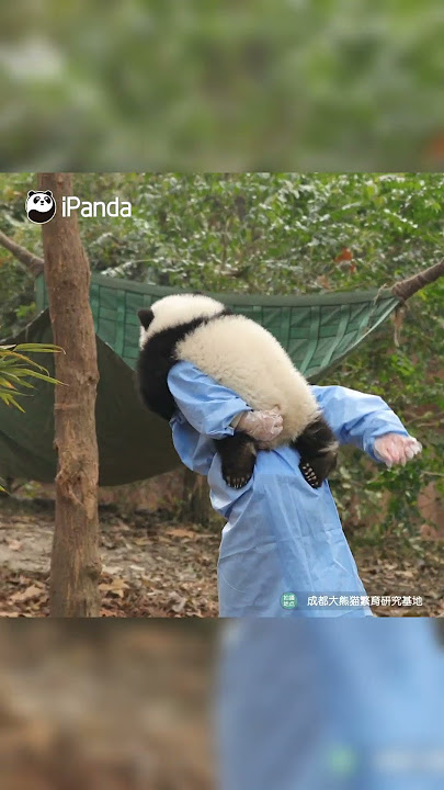 When Clingy Panda Only Wants Its Nanny To Play Instead Of Working | iPanda #shorts