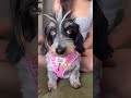 RUNNING WITH 8 WEENS #dog #dachshund #viral
