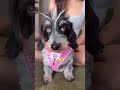 Running with 8 weens dog dachshund viral