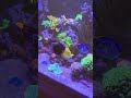 Salad Time! #aquarium #feeding