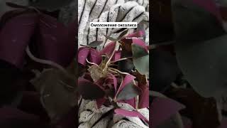 Обрезка омоложение кислицы #oxalis