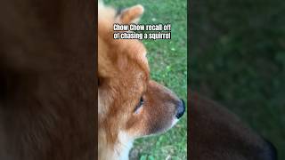 Have you ever seen such a welltrained Chow Chow before?  #chowchow #offleashlife #obedience