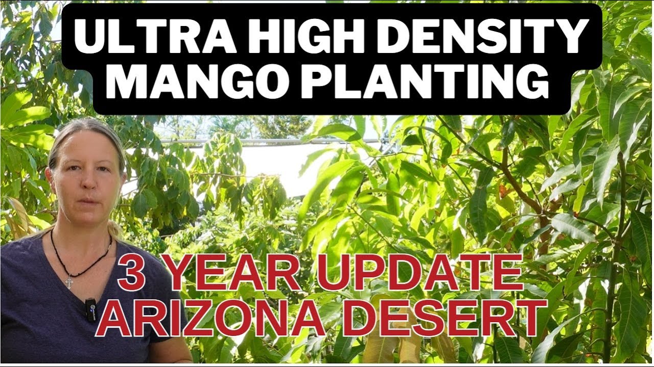 Ultra High Density Mango Seedling Trees | Year 3 Tour | Desert Garden