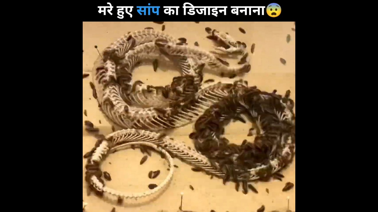 Making a snake design