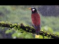|432 Hz Lovely Rain|for Deep Relaxation/ Healing