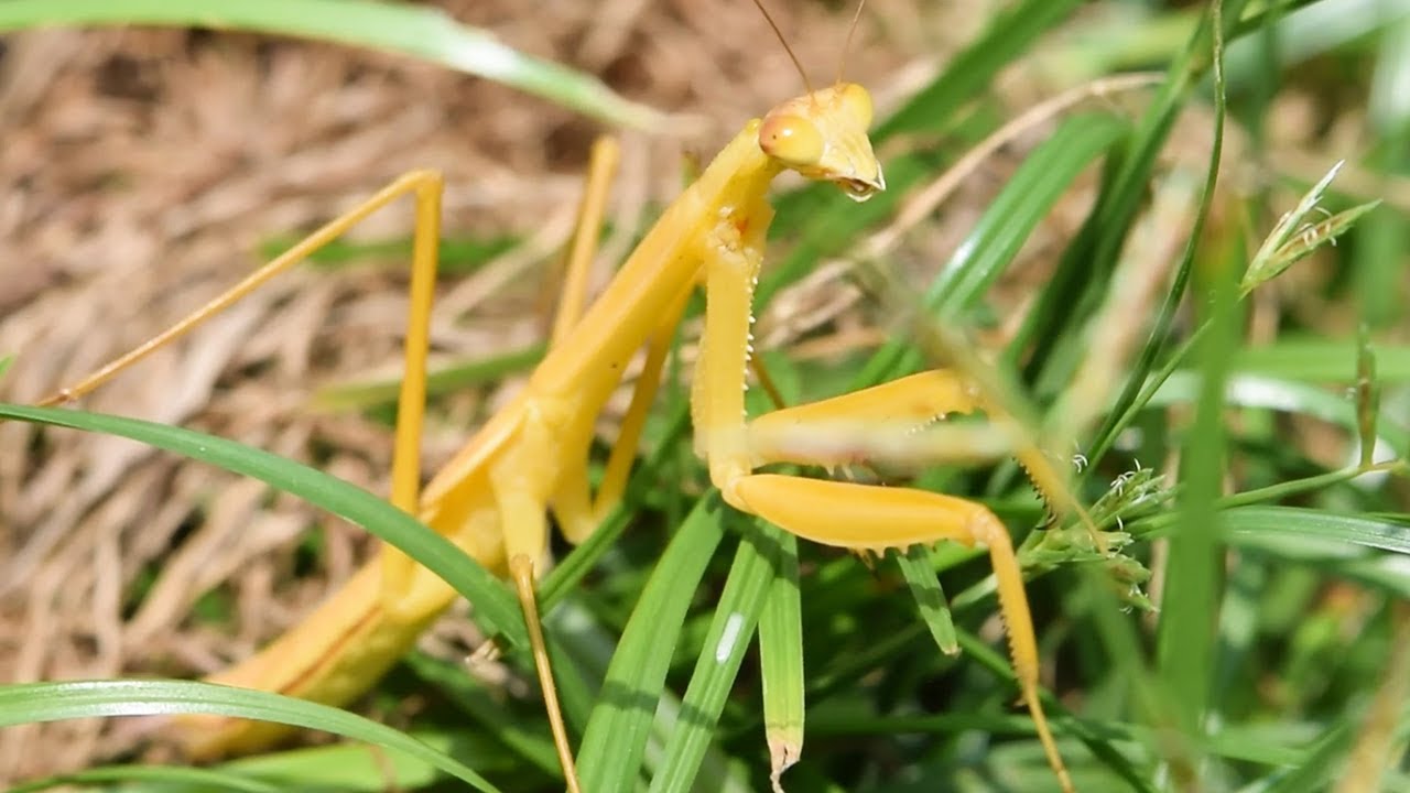 Unusual Yellow Praying Mantis Draws Swarms Of Online Fans Youtube
