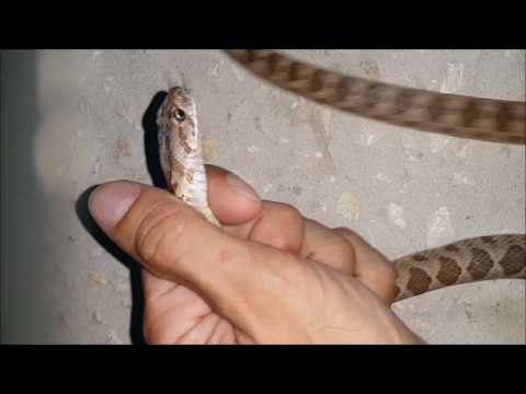 الافعى البقلاوية