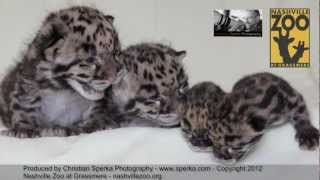 Newborn Clouded Leopard Cubs @ Nashville Zoo at Grassmere