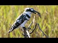 Kingfishers epic dive to catch prey  seasonal wonderlands  bbc earth