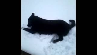 Собака Собака