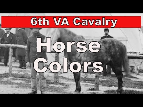 Confederate Cavalry Horse
