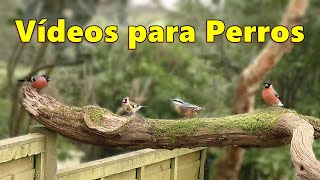 Vídeos Para Perros ~ Vídeos Encantadores Para Que Los Perros Los Vean En La Televisión ⭐ 8 Horas ⭐