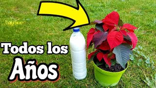 COMO tener Flores de Pascua Todo el año con estos Trucos (Cuidar poinsettia, planta de navidad)