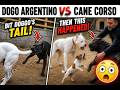 Cane Corso vs Dogo Argentino – Tug of War Escalates Fast! 😳 Jack Russell Jumps In