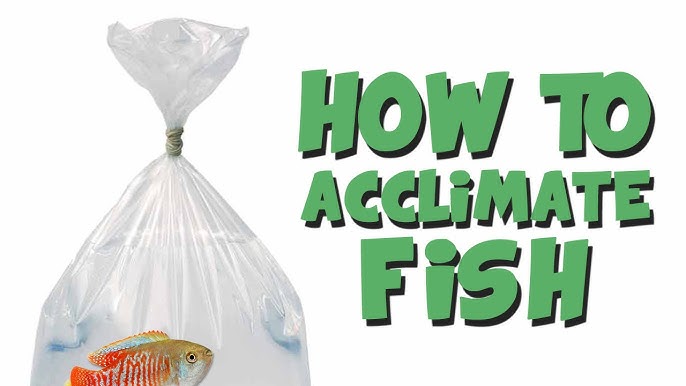 How To Bag / Transport Aquarium Fish 