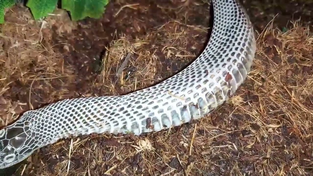 What does the perfect molt of a snake look like?\как выглядит идеальная линька змеи?